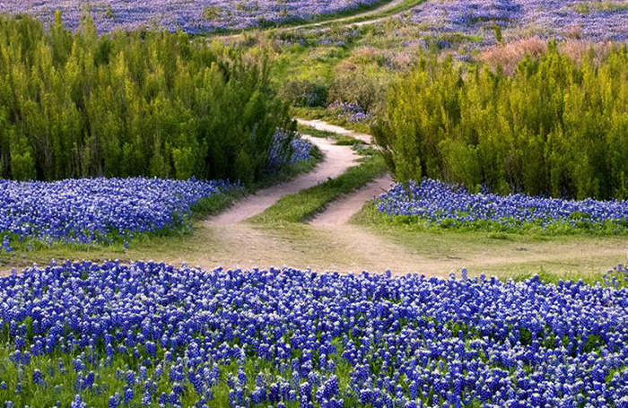 flowers and trees