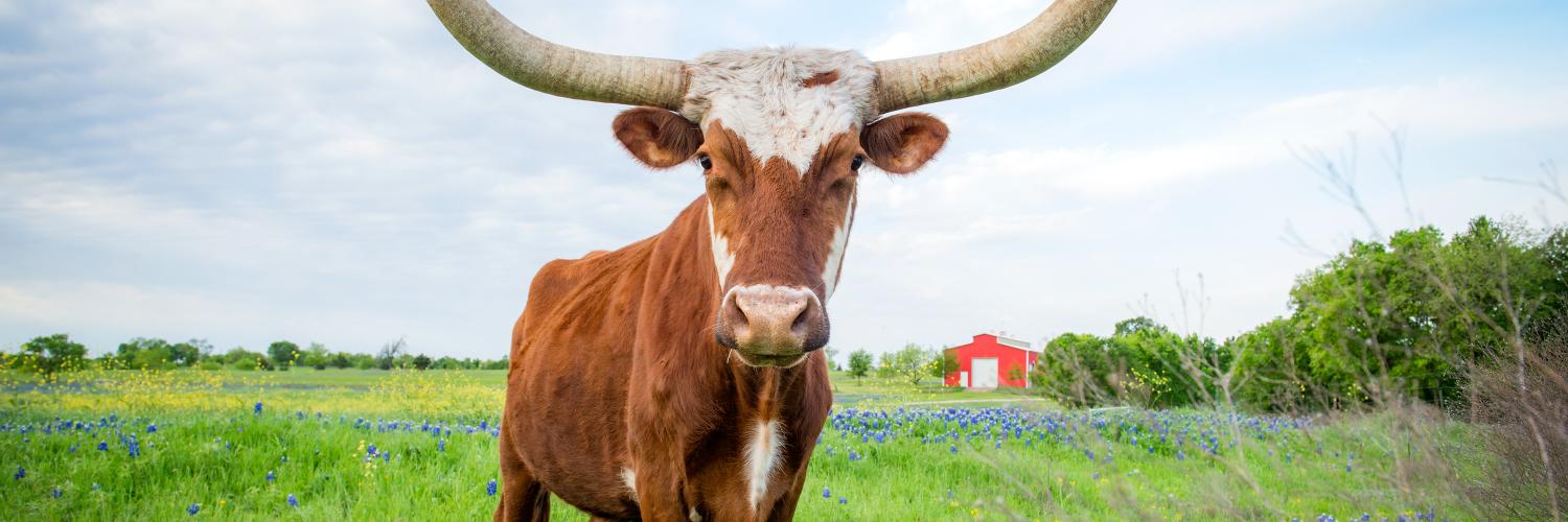 Texas landscape