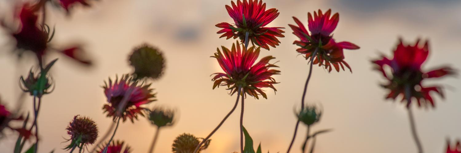 Red and yellow flowers