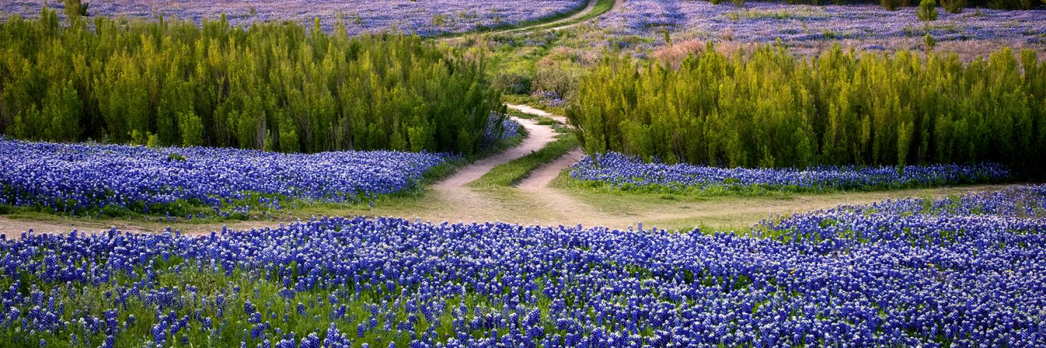 dirt road in the middle of blue bonnets