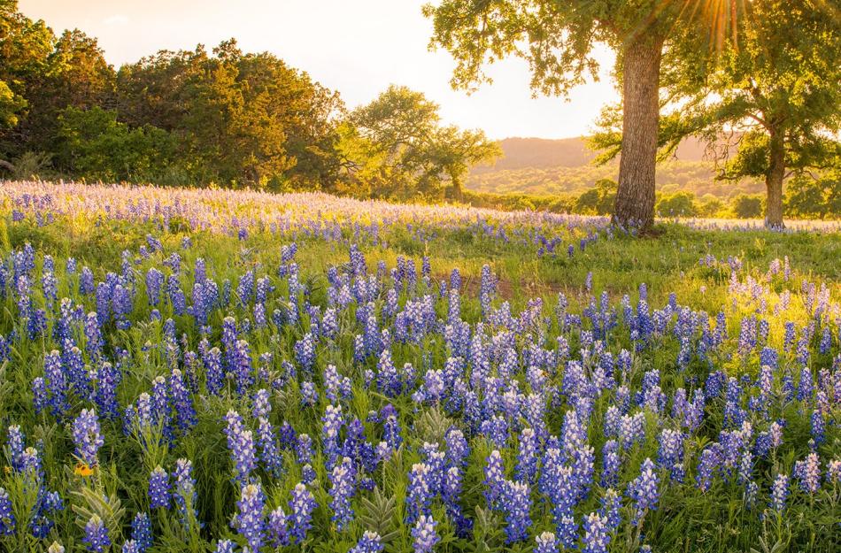 blue bonnets